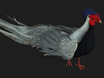 White Pheasant-A1 3D model