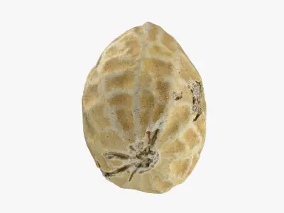 Single Peanut Shell 3D model