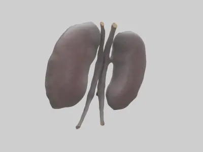 Hippo Kidneys Low-poly 3D model