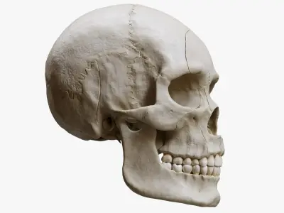 Human Skull Explode Anatomy Atlas 3D model
