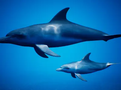 Dolphin Animation Pack - UE4 3ds Max Low-poly 3D model