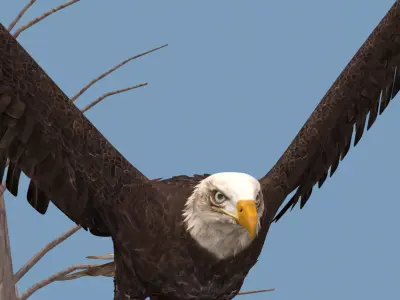 Pro Bald Eagle - 8k - 3d animated  3D model