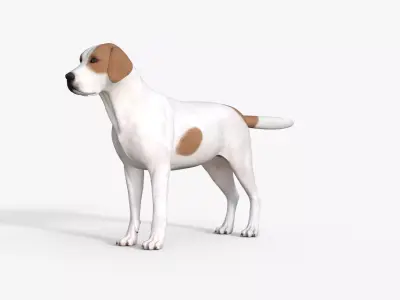 Street Dog Rigged 3D model