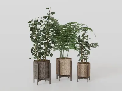 Pots with Plants 3D model