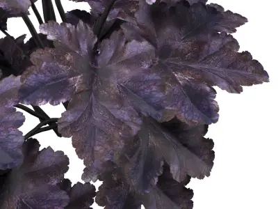 Coralbells Primo Black Pearl 3d model Low-poly 3D model