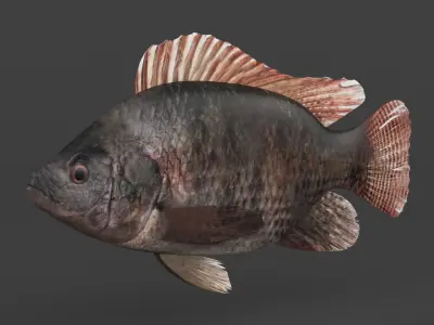 Tilapia Fish 3D model