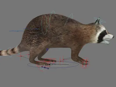 raccoon racoon animal rodent mammal coon forest animal 3D model