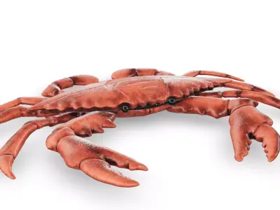 Crab 3D 3D model