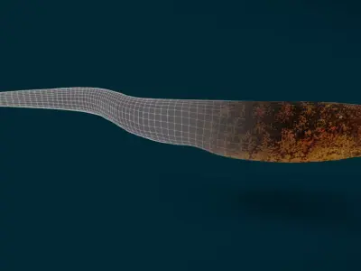 Realistic Moray Eel Animated 3D model