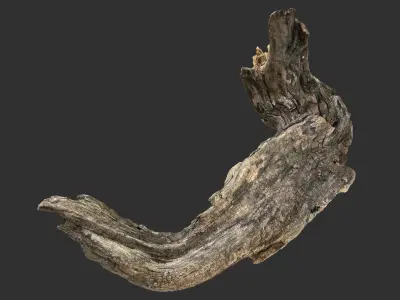 3d scan Tree trunk 3D model