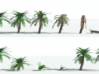 EVERYPlant Pseudoctnis Cycad LowPoly 3 --12 Models-- Low-poly 3D model