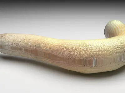 Peanut Worm 3D model