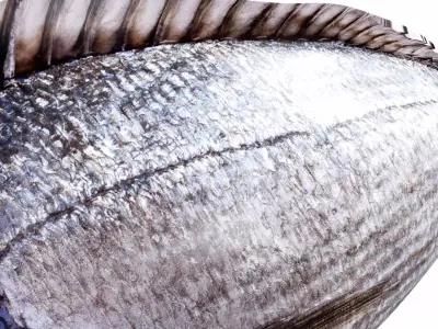 Bream Fish Low-poly 3D model