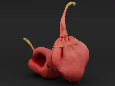  7 Pot Bubblegum Pepper or Capiscum chinense or BBG7 Low-poly 3D model