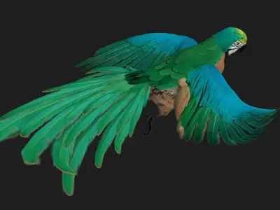 Parrot A5 3D model