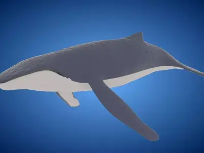 Rigged low poly Whale Low-poly 3D model