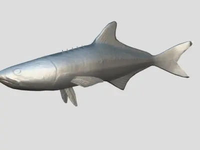Cobia Realistic Animated Low-poly 3D model