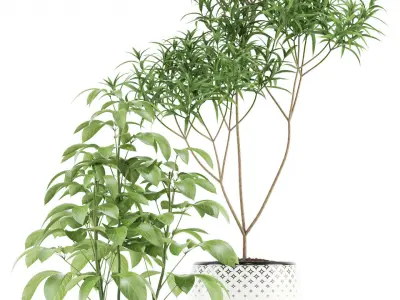 Plants collection 118 3D model