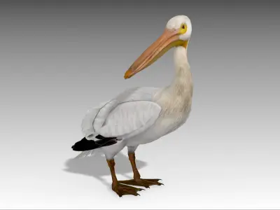 Pelican with beak Low-poly 3D model