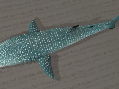 Whale Shark - Rhincodon Typus - Adult Male - Textured  3D model