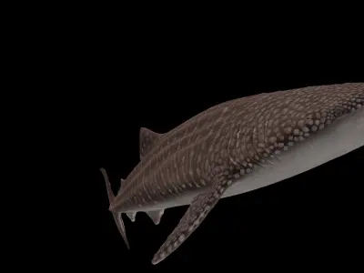 Injured Whale Shark Free low-poly 3D model