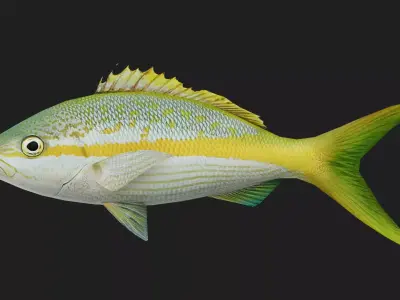 Snapper Low-poly 3D model