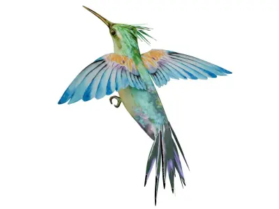 Humming Bird 3D model