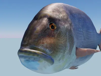 Snapper Photorealistic sea fish 3D Model Rigged Animated Low-poly 3D model