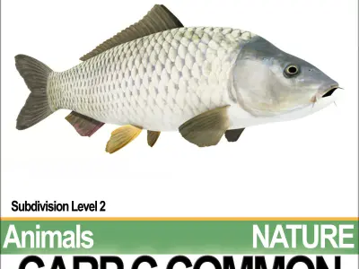 Carp C Common 3D model