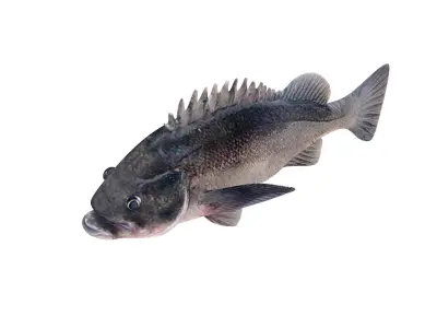 Low-Poly Dusky Rockfish Animated Low-poly 3D model