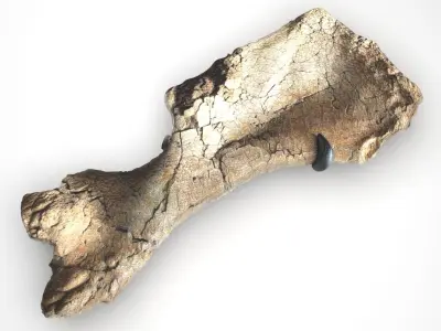 Triceratops Bone 3D model