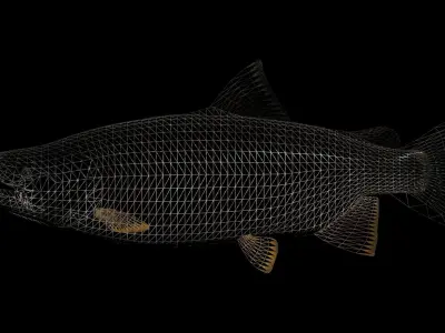 Lake Trout 3D model