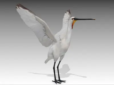 Spoonbill stork Low-poly 3D model