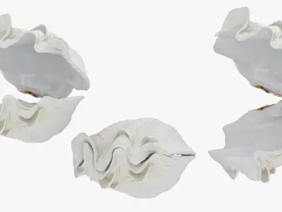 Giant Clam Shell 3D model