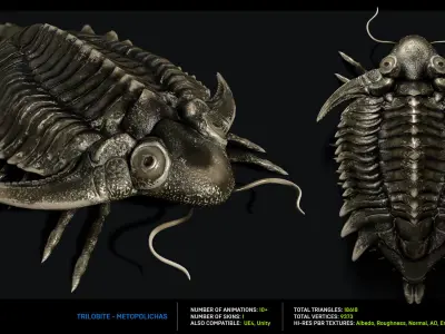 Trilobite 01 - Metopolichas Low-poly 3D model
