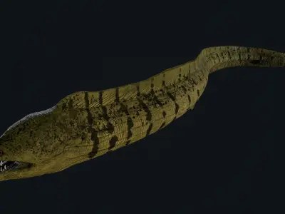 Moray eel 3D model