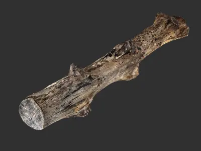 3d scan withered tree trunk in highpoly 3D model