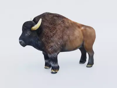 Bison Free 3D model