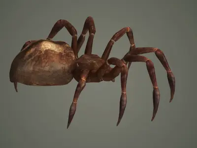 spider arachnid scary insect tarantula creepy animal  3D model