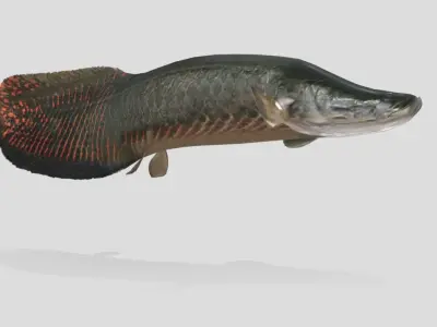 Arapaima Realistic Animated Low-poly 3D model