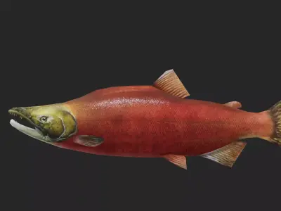 trout Low-poly 3D model
