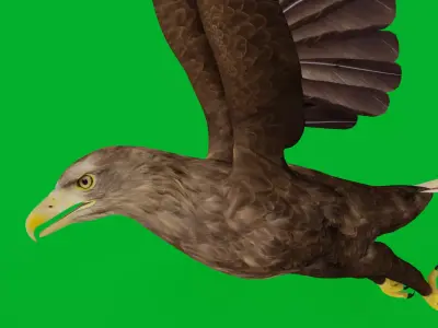 White Tailed Eagle Low-poly 3D model