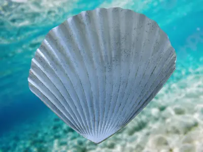 Scallop Seashell 3D model Free 3D model