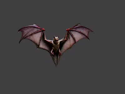Bat Animal Low-poly 3D model