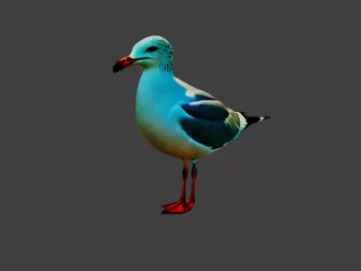 Seagull Bird  Low-poly 3D model