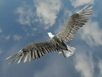 Eagle Model Game Ready flying in sky Low-poly 3D model