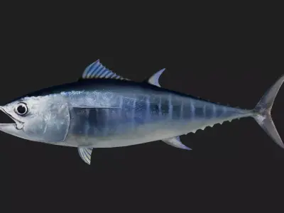 Tuna fish Low-poly 3D model
