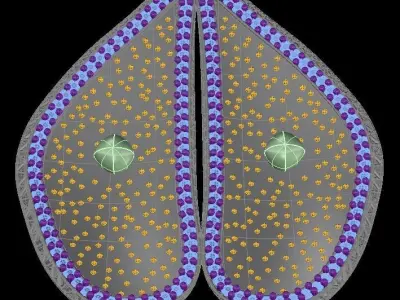 Sea Mussel Pendant 3D print model