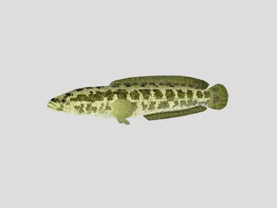 Fish Collection 03 Low-poly 3D model