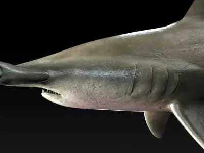 Hammerhead Shark with 3DS Max Octane Support Low-poly 3D model
